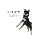 柴犬レンの日常スタンプ（個別スタンプ：16）