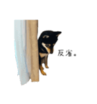柴犬レンの日常スタンプ（個別スタンプ：17）