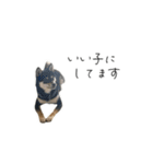 柴犬レンの日常スタンプ（個別スタンプ：19）