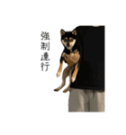 柴犬レンの日常スタンプ（個別スタンプ：20）