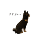 柴犬レンの日常スタンプ（個別スタンプ：21）