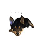 柴犬レンの日常スタンプ（個別スタンプ：24）