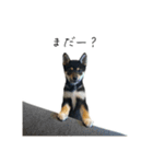 柴犬レンの日常スタンプ（個別スタンプ：25）