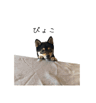 柴犬レンの日常スタンプ（個別スタンプ：26）