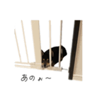 柴犬レンの日常スタンプ（個別スタンプ：28）