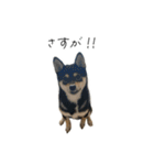 柴犬レンの日常スタンプ（個別スタンプ：29）
