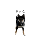 柴犬レンの日常スタンプ（個別スタンプ：30）