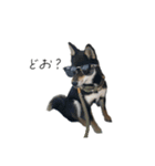 柴犬レンの日常スタンプ（個別スタンプ：31）