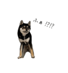 柴犬レンの日常スタンプ（個別スタンプ：33）