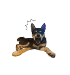 柴犬レンの日常スタンプ（個別スタンプ：34）