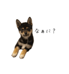 柴犬レンの日常スタンプ（個別スタンプ：37）