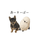 柴犬レンの日常スタンプ（個別スタンプ：38）
