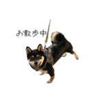 柴犬レンの日常スタンプ（個別スタンプ：40）