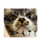 我が家の姫ちゃん。（個別スタンプ：1）