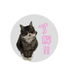 我が家の姫ちゃん。（個別スタンプ：5）