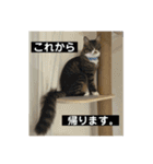 我が家の姫ちゃん。（個別スタンプ：8）