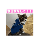 我が家の姫ちゃん。（個別スタンプ：11）