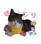 ごえもん日和19（個別スタンプ：1）