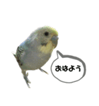 インコピノ（個別スタンプ：2）