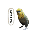 インコピノ（個別スタンプ：5）