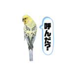 インコピノ（個別スタンプ：6）