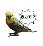 インコピノ（個別スタンプ：7）