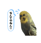 インコピノ（個別スタンプ：14）