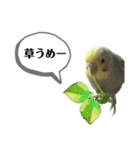 インコピノ（個別スタンプ：16）