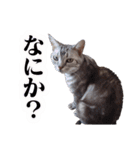 ねこのおくら（個別スタンプ：18）