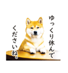 柴犬スタンプ：おはようとおやすみ（個別スタンプ：10）