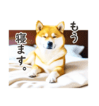 柴犬スタンプ：おはようとおやすみ（個別スタンプ：13）