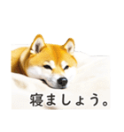 柴犬スタンプ：おはようとおやすみ（個別スタンプ：15）