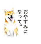 柴犬スタンプ：おはようとおやすみ（個別スタンプ：17）