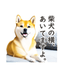 柴犬スタンプ：おはようとおやすみ（個別スタンプ：19）