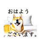 柴犬スタンプ：おはようとおやすみ（個別スタンプ：24）