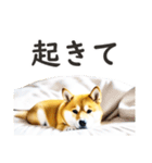 柴犬スタンプ：おはようとおやすみ（個別スタンプ：28）