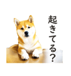 柴犬スタンプ：おはようとおやすみ（個別スタンプ：32）