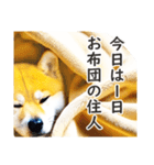 柴犬スタンプ：おはようとおやすみ（個別スタンプ：35）