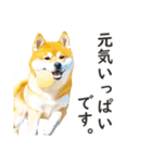 柴犬スタンプ：おはようとおやすみ（個別スタンプ：37）