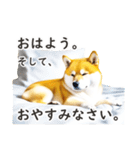 柴犬スタンプ：おはようとおやすみ（個別スタンプ：38）