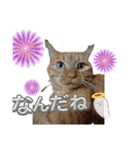 なんてったってネコ（個別スタンプ：1）