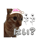 なんてったってネコ（個別スタンプ：2）