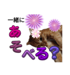 なんてったってネコ（個別スタンプ：3）