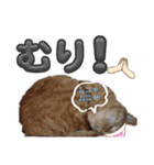 なんてったってネコ（個別スタンプ：4）