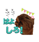なんてったってネコ（個別スタンプ：6）