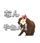 なんてったってネコ（個別スタンプ：12）