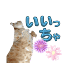 なんてったってネコ（個別スタンプ：14）