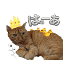 ネコの最悪な本音（個別スタンプ：1）