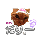 ネコの最悪な本音（個別スタンプ：2）