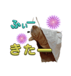 ネコの最悪な本音（個別スタンプ：7）